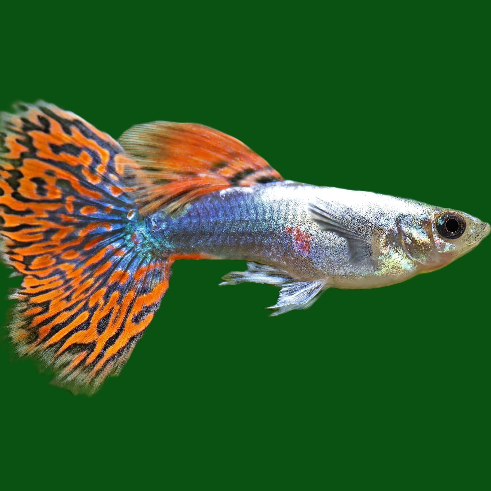 Guppy dumbo ear red dragon